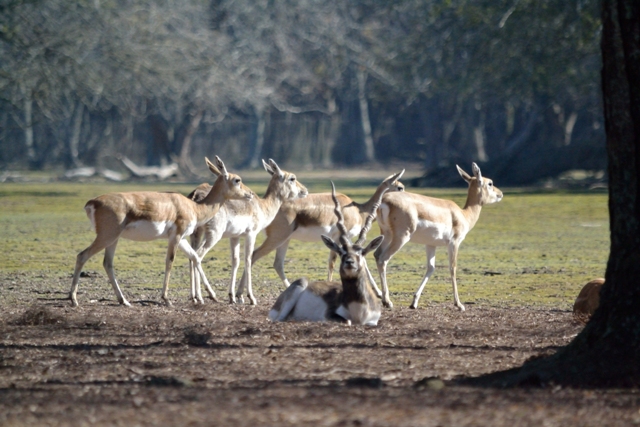 ECAS (Estación de Cría de Animales Silvestres)